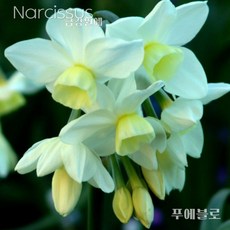 수선화(Narcissus) 추식 구근 푸에블루(1set-1구) 금강원예, 1개