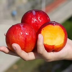 후무사자두 김천자두 초고당도 특대과 대석자두 산지직송 제철과일 프리미엄, 1개, 후무사 자두 1kg 특 (개당 70gg내외)