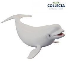 컬렉타 흰고래 (벨루가), 1개