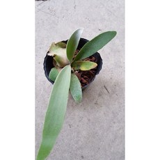 皮陳 銀鹿x爪哇鹿角蕨 P.(Willinckii x veitchii Silver) ，獨特觀賞植物，易於養護，提升居家空氣品質, 1個