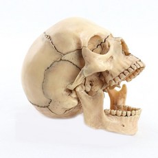 교육 인체 뇌모형 해골 실습 두개골 모형 분리형, 1개