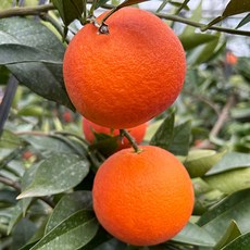 블러드 고당도 최상급 오렌지 1.5kg, 블러드 오렌지 1.5kg