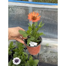 겹데모루 프린세스오렌지 9cm 야생화 국화 데이지 정원식물 야생화모종 데모루꽃, 1개