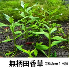 林作物 Forest Crops 無柄田香草 水中葉 綠色水草 中後景 無需CO2 每株8cm↑, 1個