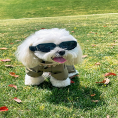 Plitol 펫고글, 1개, 소형견 투명