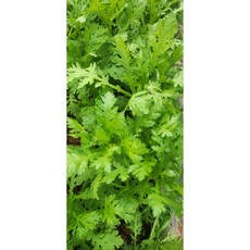 쑥갓 2kg 1박스 당일배송