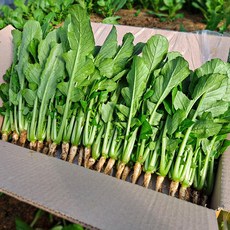 포천 채소한 어린열무 얼갈이, 1개, 어린열무8kg