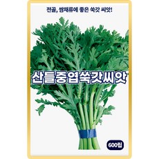 산들 중엽 쑥갓씨앗 600립 전골 쌈채류에 아주 좋은 소량 쑥갓씨 종자, 1개