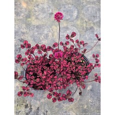 와인크로바 모종 관상용 식물 다년생 야생화 9센치 포트 빨간색꽃 크로바