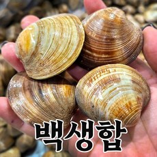 [장씨네] 서해 고창 동죽조개 백생합 바지락 모시조개, 1개, 백생합 2kg