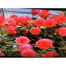 新玫瑰花精油 約250g 產地法國 花香系列 耐酸鹼塑膠罐分裝, 1個