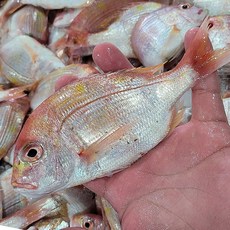 통영 꽃돔 자연산 꽃돔 황돔 냉동꽃돔 생물꽃돔 벵꼬돔 꽃 도미 자연산돔 흰살생선, 1개, 1kg 6-8미