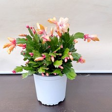 청년농부 황금게발 선인장 노랑게발선인장 고급식물 반려식물 꽃선물, 1개