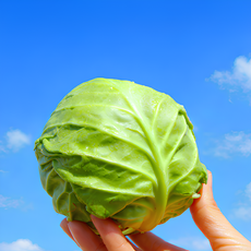 [단골900명] 신선직송 제주 햇 미니양배추, 1개, 2kg