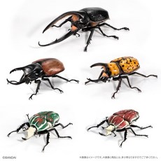 BANDAI 生物大圖鑑 獨角仙08, 1個, 整套 / 5款（金額990元，數量按5）