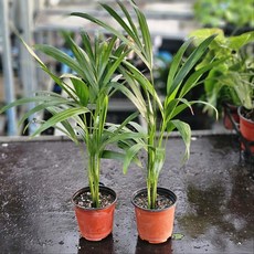 원플원 2개발송 아레카야자 실내고기정화식물 개업식물 화분 소품 에이피플랜츠, 1개, 기본