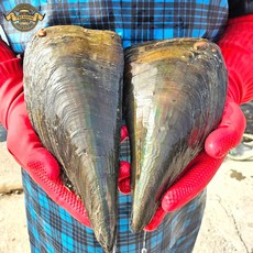 [프리미엄 실패없는 생물 키조개] 국내산 거제도 다이버가 잡은 대 25cm 내외 자연산 생물 키조개 생물 조개구이, 1개, 정품 키조개 특대 3미 (25cm내외)