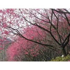 東園種苗 八重櫻 櫻花 居家裝飾 園藝造景, 1個, 山櫻花(實生苗)