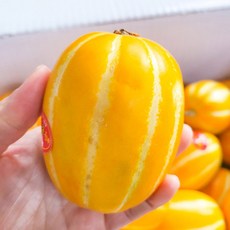 국내산 정품 겨울 성주참외, 1박스, 1kg(랜덤과)