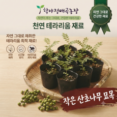 테라리움용 산초나무 묘목 10주 미니 묘목, 녹색, 10개