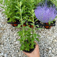 러시안세이지 월동잘되는 청보라색 세이지 이색포트, 1개