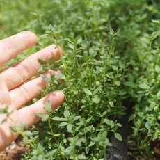타임 Thyme 1팩 10g 커먼타임 백리향 생잎 허브 향신료