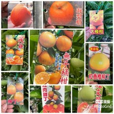 霏霏園藝 仿真橘子樹盆栽 居家裝飾綠植盆景, 1個