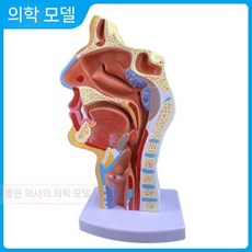 비강 해부학 모델 이비인후과 인두 구강 코구조 후두 기관지, C 경구 비 인두 시상의 병변