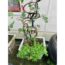 揚梅吐氣 店內龍柏5號 （有刁過）