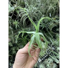 空氣鳳梨迷你電捲 diguetii (附吊掛鋁線)(國際) - 便攜 輕鬆打造自然蓬鬆捲髮, 1個