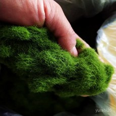 모조 플록킹 모스 파우더 카펫 잔디 영구 녹색 모스 파우더 벽면 정원 장식 인조 암석 모래 테이블 쇼윈도우 조경 장식 미니어처 풍경 모조 잔디, 식물성 융모 파우더 500그램