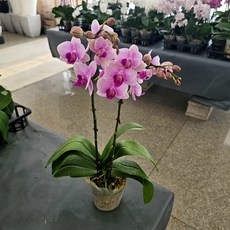 호접란15 레이 쌍대 서양난 / 집들이 개업 승진 축하 선물 꽃배달 고급 인테리어 꽃화분 공기정화식물 / 꽃과정원이야기, 1개