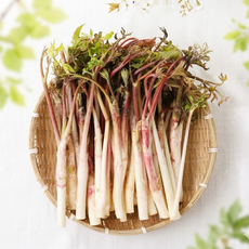 국내산 눈꽃땅두릅 한정수량, 1개, 500g