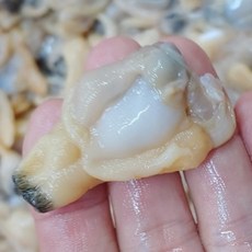 국내산 남해안 생물 깐바지락살 300g, 2개