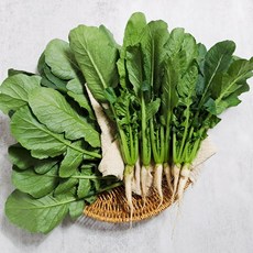 [갓따옴] 어린 열무 | 김치용 | 수확 발송, 1개, 어린열무2kg