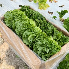 오늘 새벽 수확한 GAP 인증 쌈채소 한박스 4~5종, 1박스, 500g