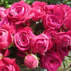 香氛氣息7-8吋盆荷蘭玫瑰 植株強健、適合新手、一莖多花、灌木, 1個