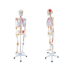 인체 골격 모형 교구 실습 조립 교육 대형 의대 과학실 관절 혈관 과학, 추간판이 있는 170cm 골격