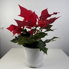 윤스가든 포인세티아 크리스마스 겨울 꽃 생화 화분 빨간색 연말 집들이선물 감성 인테리어식물, 1개, 1.포인세티아_레드_식물만