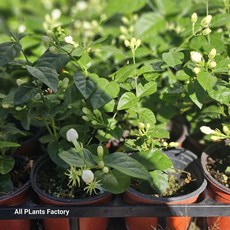 원플원 2개발송 함박자스민 향기꽃 자스민 소품 아라비안자스민 에이피플랜츠, 1개, 기본