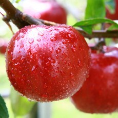 [CPL 영국] 프래그런스 오일 애플 APPLE 20ml50ml100ml, 20ml, 1개, 20ml