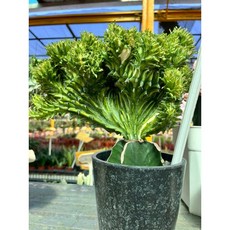 霏霏園藝 春峰錦仙人掌 不規則藝術彎曲 陽剛性植物