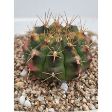 [가람다육] 취향관금 선인장, 1개, 취향관금340