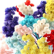 [데코몰] 프리저브드 이모르뗄, 레드