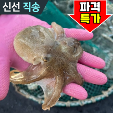 [신선당일직송] 서해안 알배기 알쭈꾸미 한정특가, 1개, 1kg