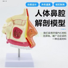 비강 해부학 모델 코 내부 인후 모형 교육용 표본 의학 교구, A형(스탠드포함)
