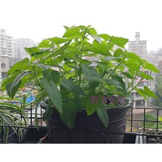 荊芥(貓薄荷)種子 多年生草本植物, 1包