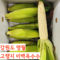 강원도 영월 고랭지 미백옥수수, 1개, 10개