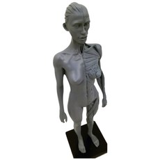 藝用人體解剖模型 女性全身素體 1:6 皮膚肌肉組織 灰色附底座, 1個