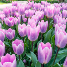 [나은식물원]33.[튤립 모종] 라이트 앤 드림-10cm 2포트